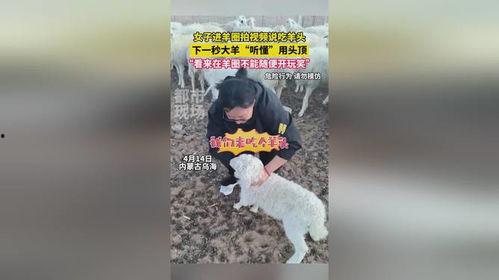 羊圈真实爆料视频下载,真实事件背后的惊人内幕  第3张